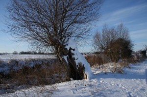 IMG_9930 (2000x1333)