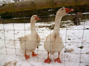 Crazy Geese - one of them tried to bite the donkey causing it to buck.