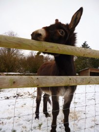 Poor donkey not too happy about sharing his paddock with the crazy geese!