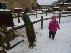 I'm not sure if she's nervous about the snow or the peacock