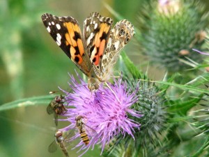 Painted Lady butterfly (Vanessa cardui) to Evelyn Simak