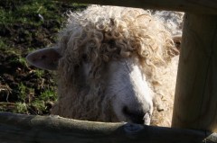 Humby Keith with the loud baaaaaa