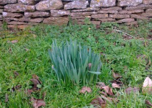Early daffodils
