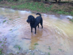Nice weather for ducks and dogs apparently