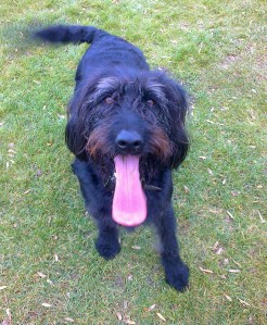 Hurrah no muddy dog to clean