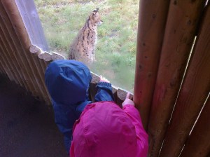 Watching the Servals