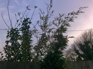 Wind-battered Bamboo