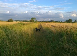 Walking Kara across the fields