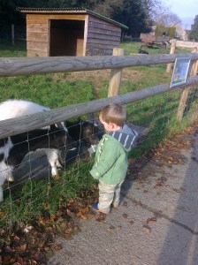Feeding the Goats