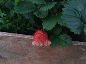 Daughter's first fruit