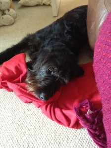 When will I ever get a walk?