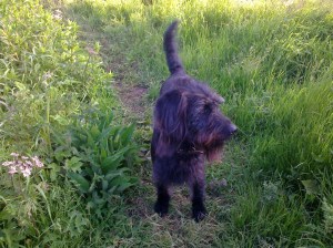 Enjoying the evening sun