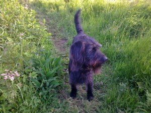 Another blog post written while walking the dog!