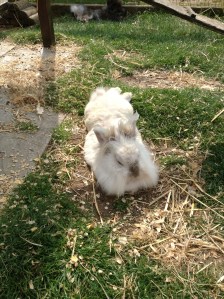 This is me: hot cross bunny