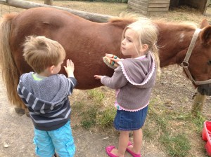 Grooming Elsie the Shetland pony
