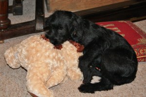 Our little Kara as a puppy