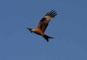 We are so lucky to have these beautiful birds flying overhead