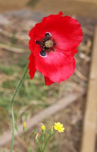 Glorious poppies in the garden