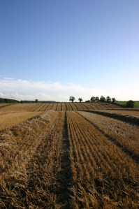 Fields with a haircut