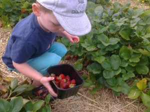 Picking strawberries