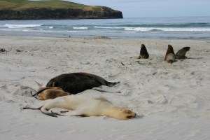 Hooker sea lions