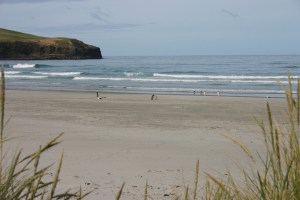 Penguins coming in at dusk
