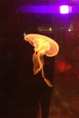 Mesmerising Jelly fish