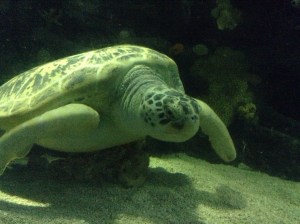 Giant Sea Turtle