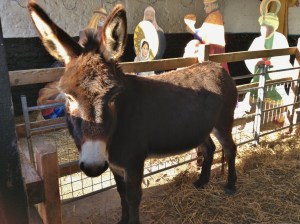 Jolly Joules, part of the Living Nativity at the Farm