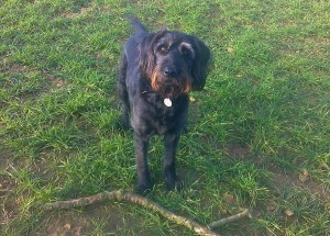 Throw the stick, please?