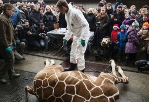 Giraffe put down at Copenhagen Zoo