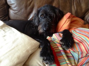 Why can't they all be nice and quiet like the dog..?