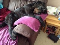 Dog in her happy place