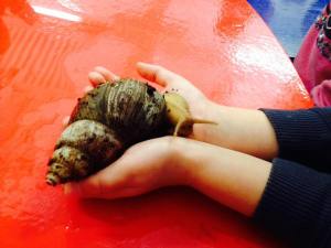 11933429_10153457267237211_3205862555324446079_n