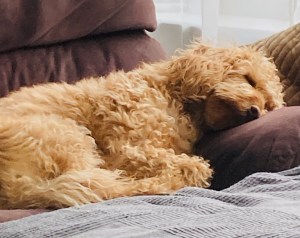 The picture shows an apricot coloured curly labradoodle dog asleep on a brown sofa