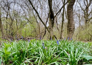 Woodland with bluebells in the foreground